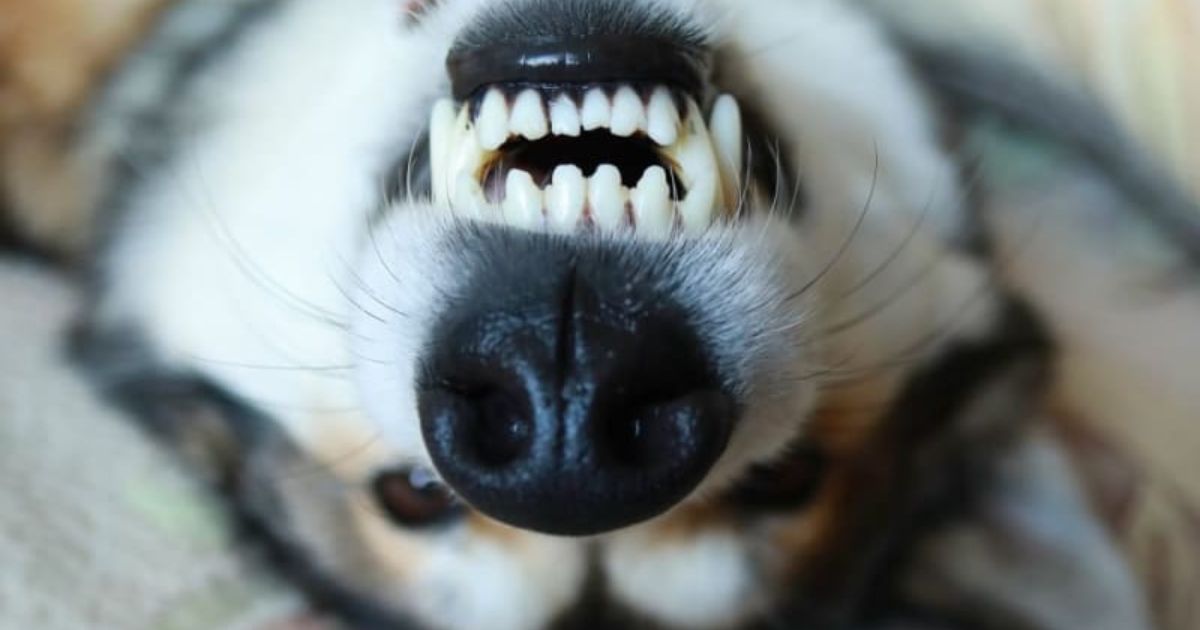 Comparing Oral Hygiene Between Dogs and Humans