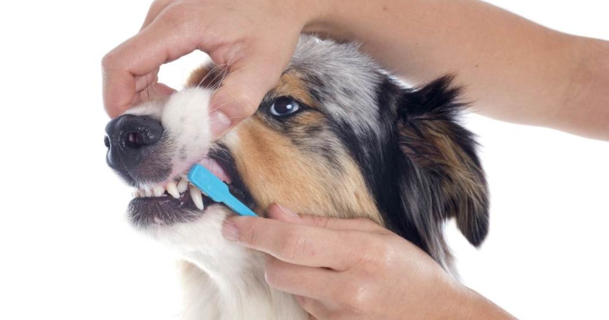 The Popular Belief About Dog's Cleaner Mouths