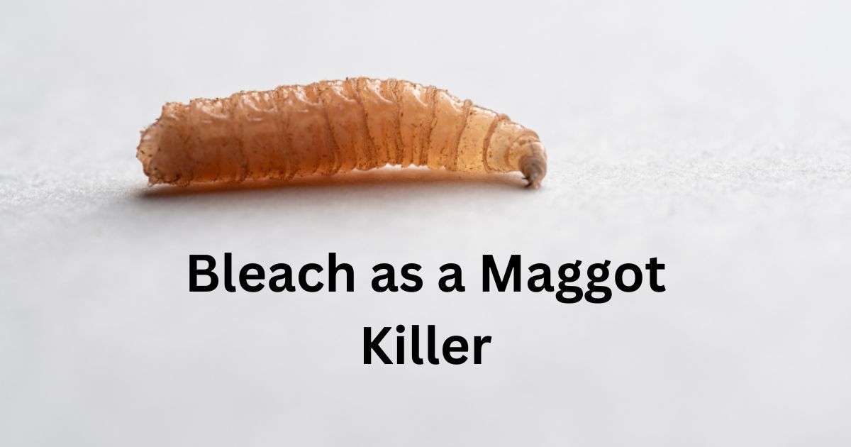 Bleach as a Maggot Killer