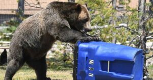 How-to-Bear-Proof-Your-Trash-Can